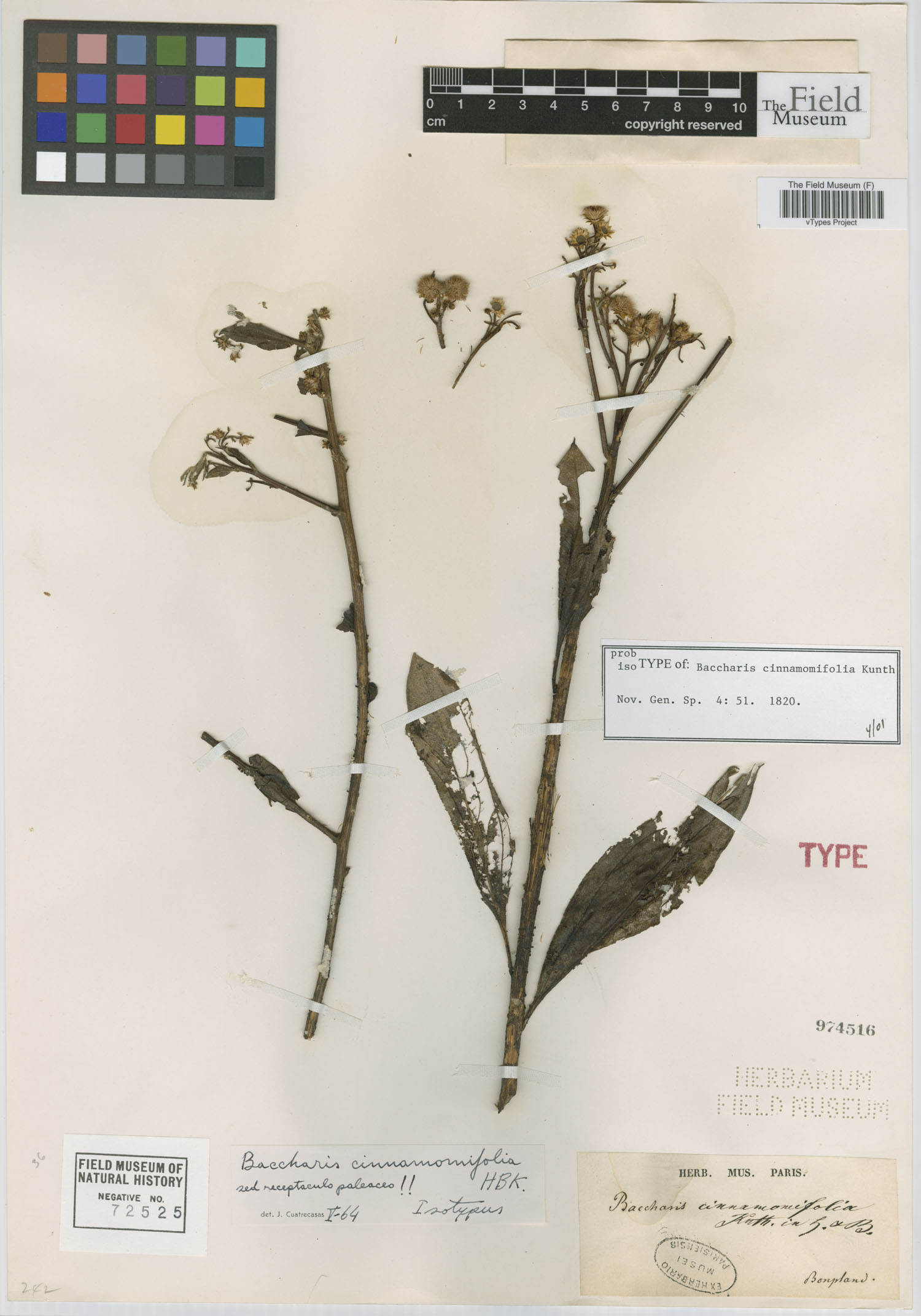 Baccharis cinnamomifolia image