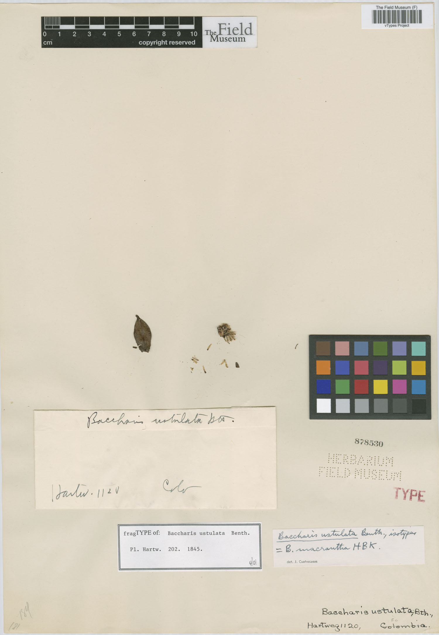 Baccharis ustulata image