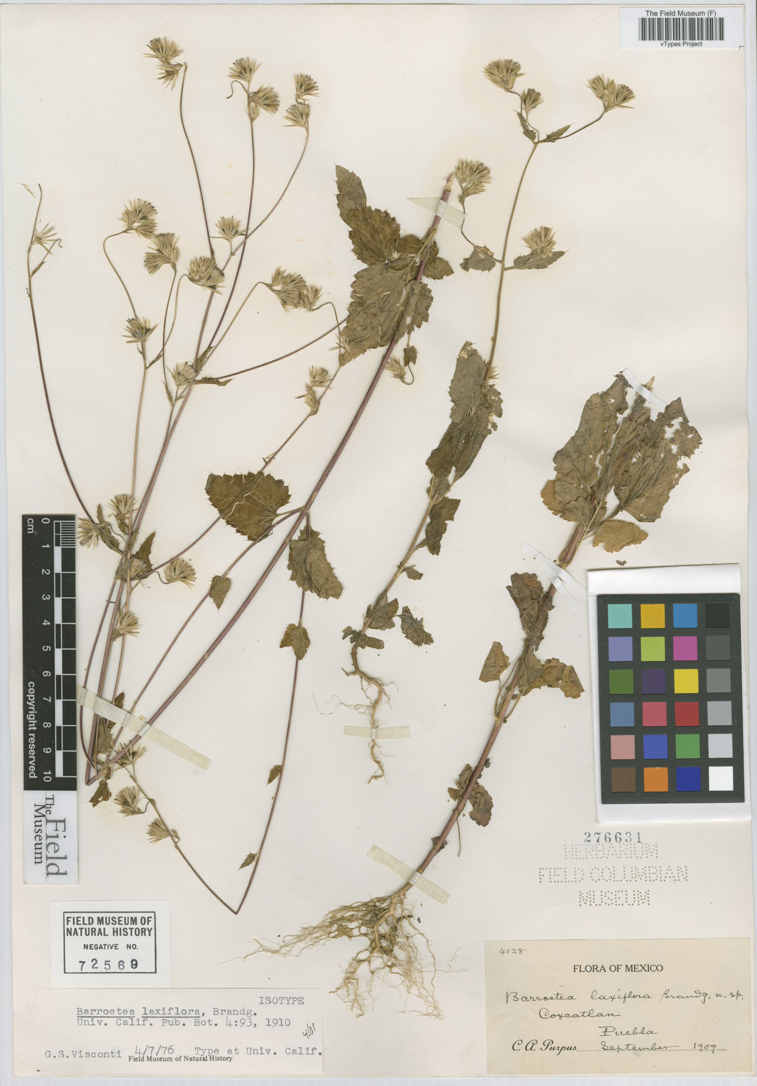 Barroetea laxiflora image