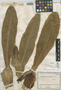 Espeletia brassicoidea image