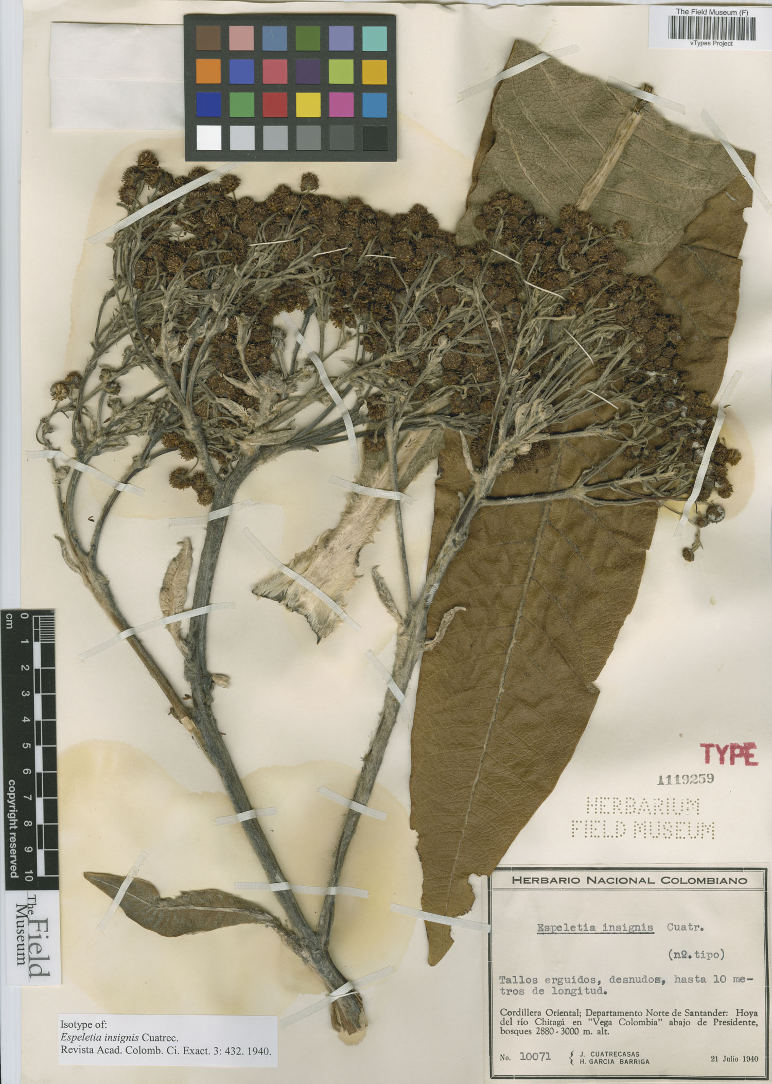 Espeletiopsis insignis image
