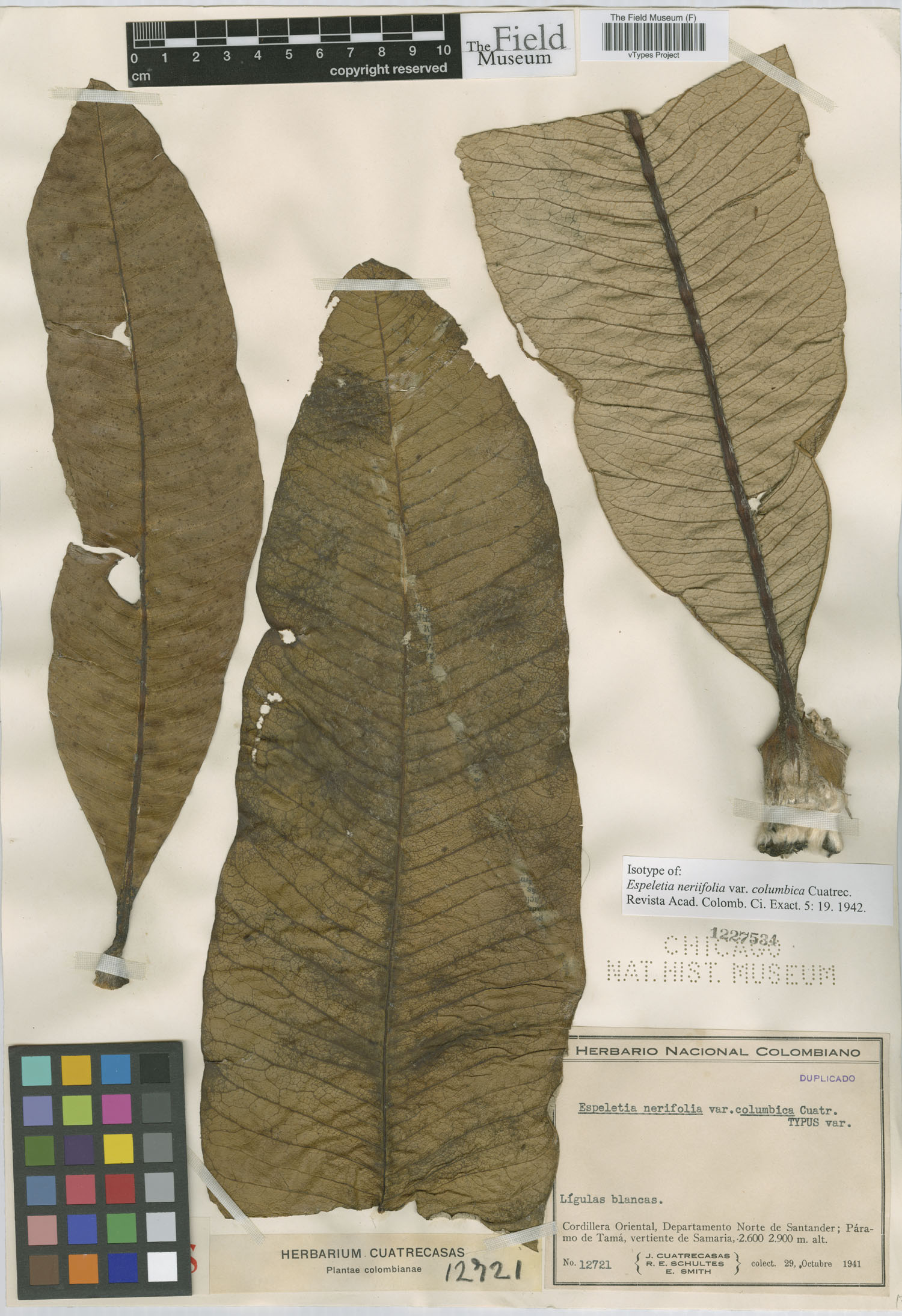 Libanothamnus neriifolius var. columbicus image