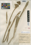 Espeletia occidentalis subsp. antioquensis image