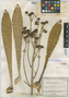 Espeletiopsis sclerophylla image