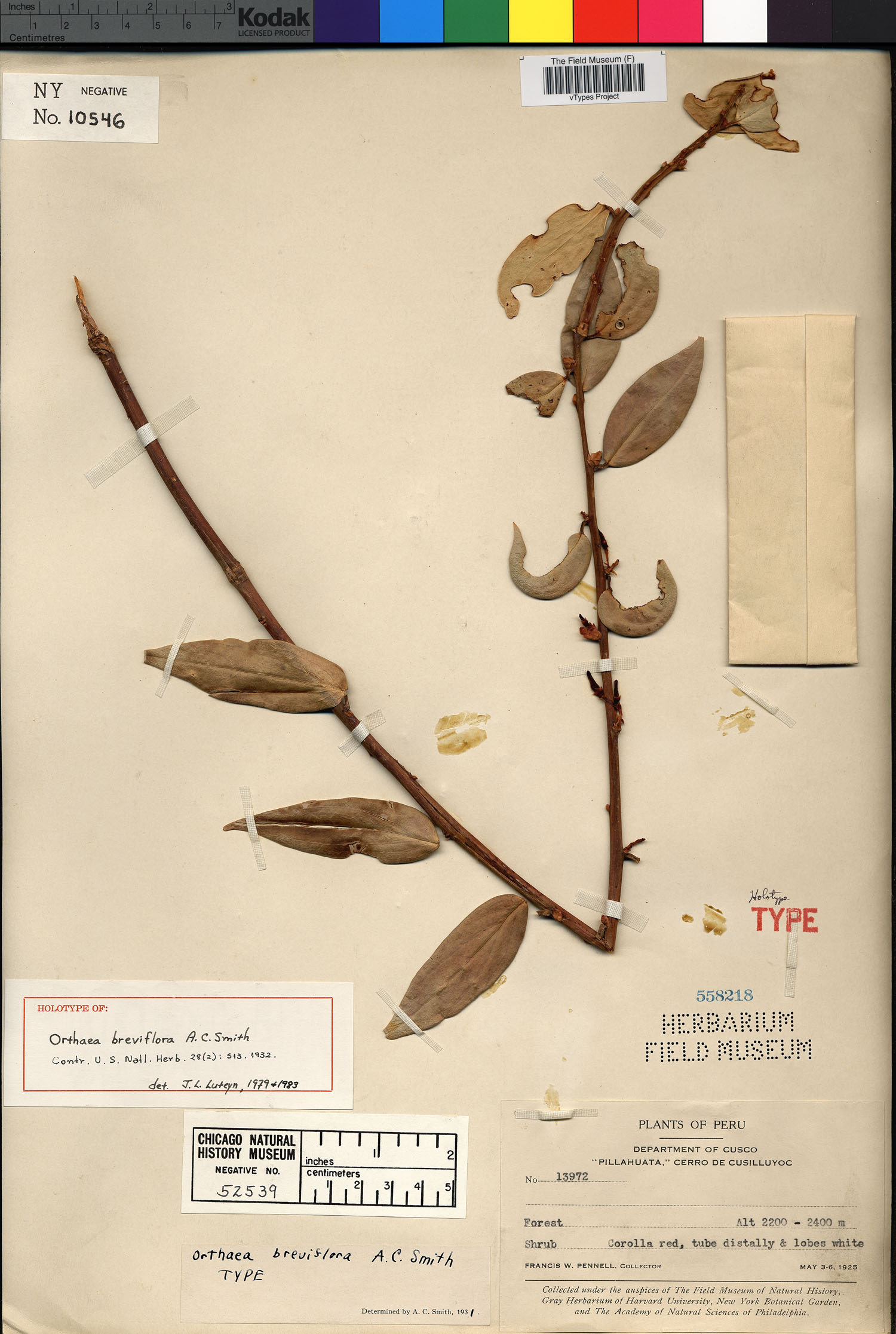 Orthaea breviflora image