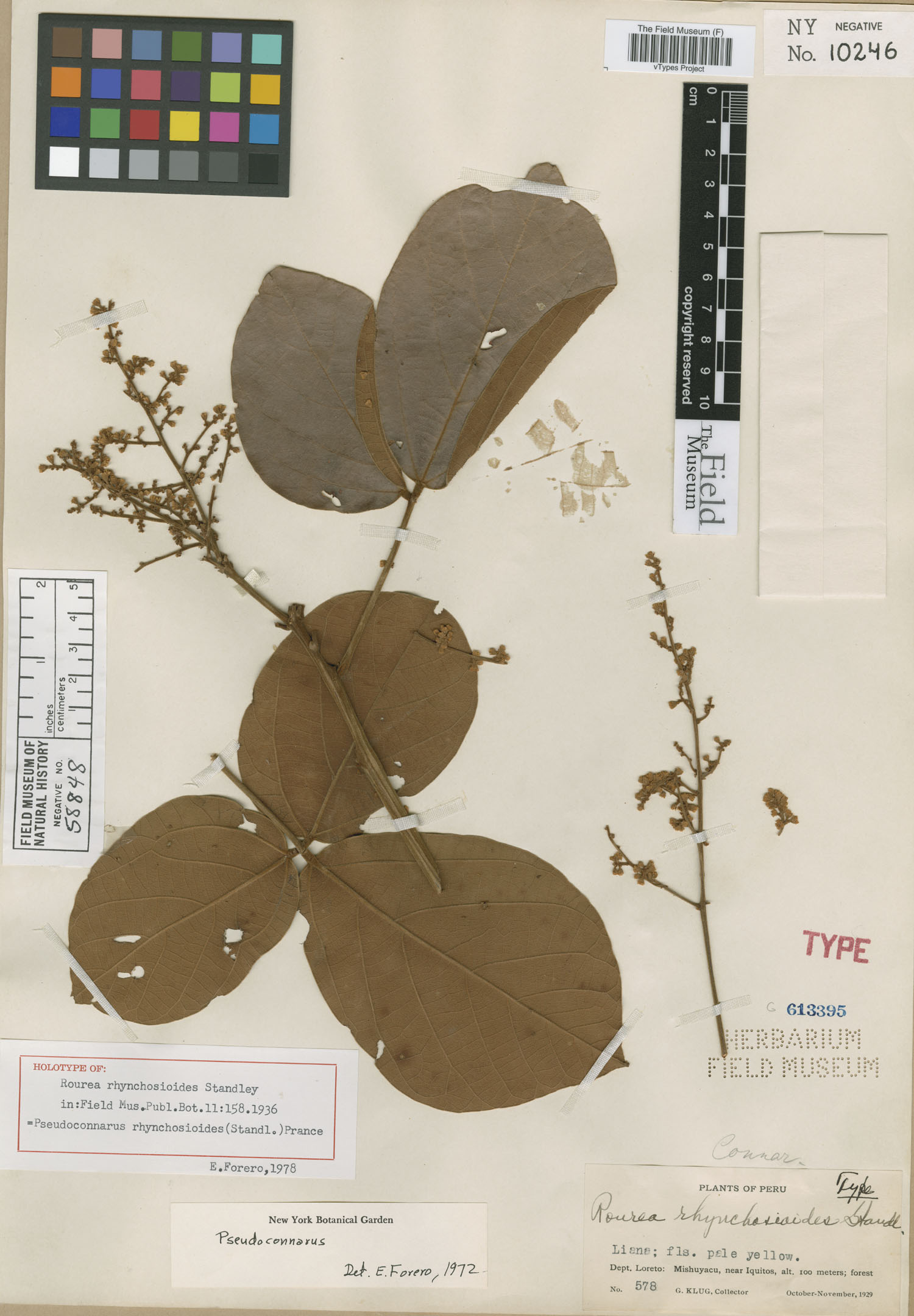 Rourea rhynchosioides image