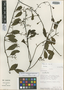 Struthanthus longibracteatus image