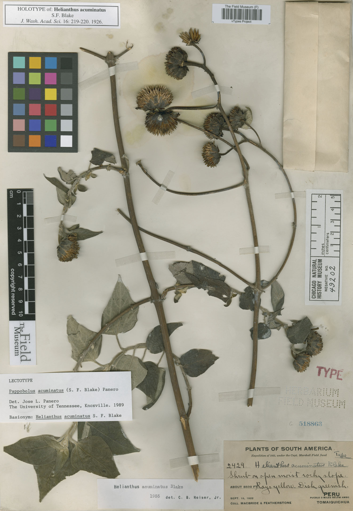 Helianthus acuminatus image