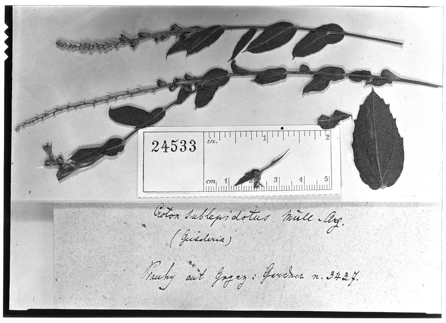 Croton sublepidotus image