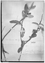 Croton tejucensis image
