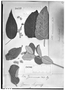 Croton ypanemensis image