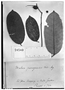 Mabea paniculata image