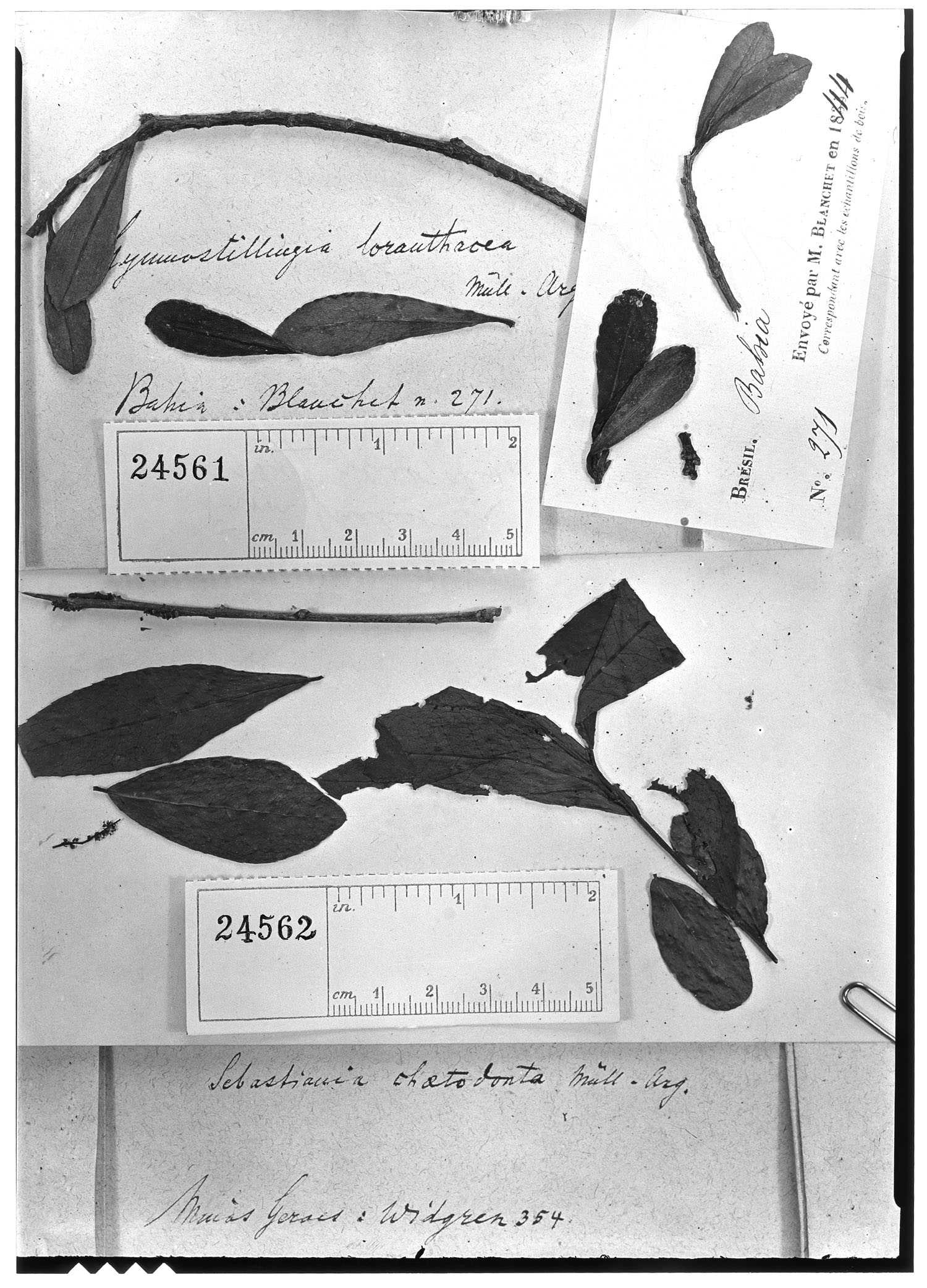 Sebastiania chaetodonta image