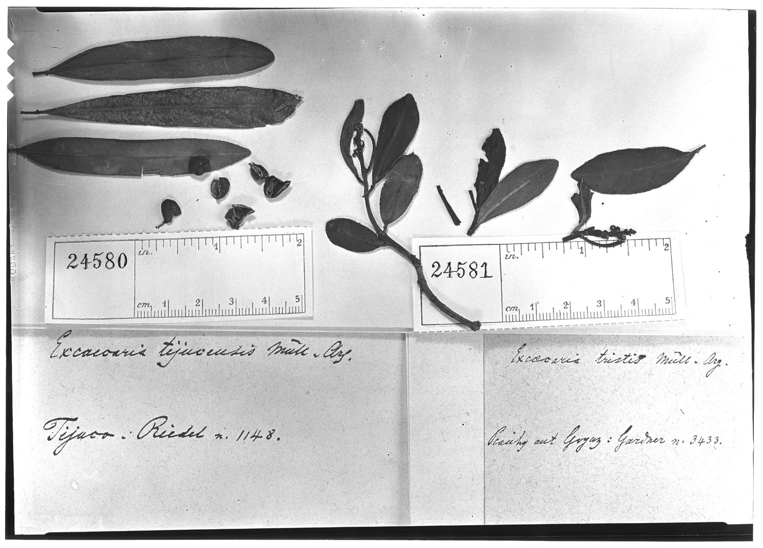 Sapium argutum image