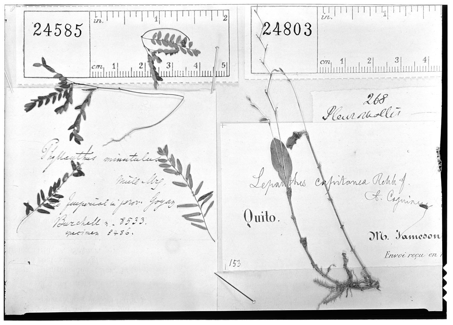 Phyllanthus minutulus image