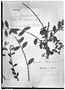 Phyllanthus pavonianus image