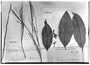 Phyllanthus pentandrus image