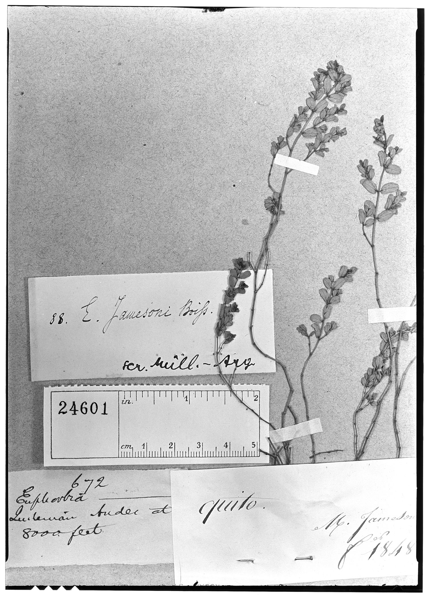Euphorbia jamesonii image