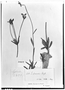 Euphorbia sarcodes image