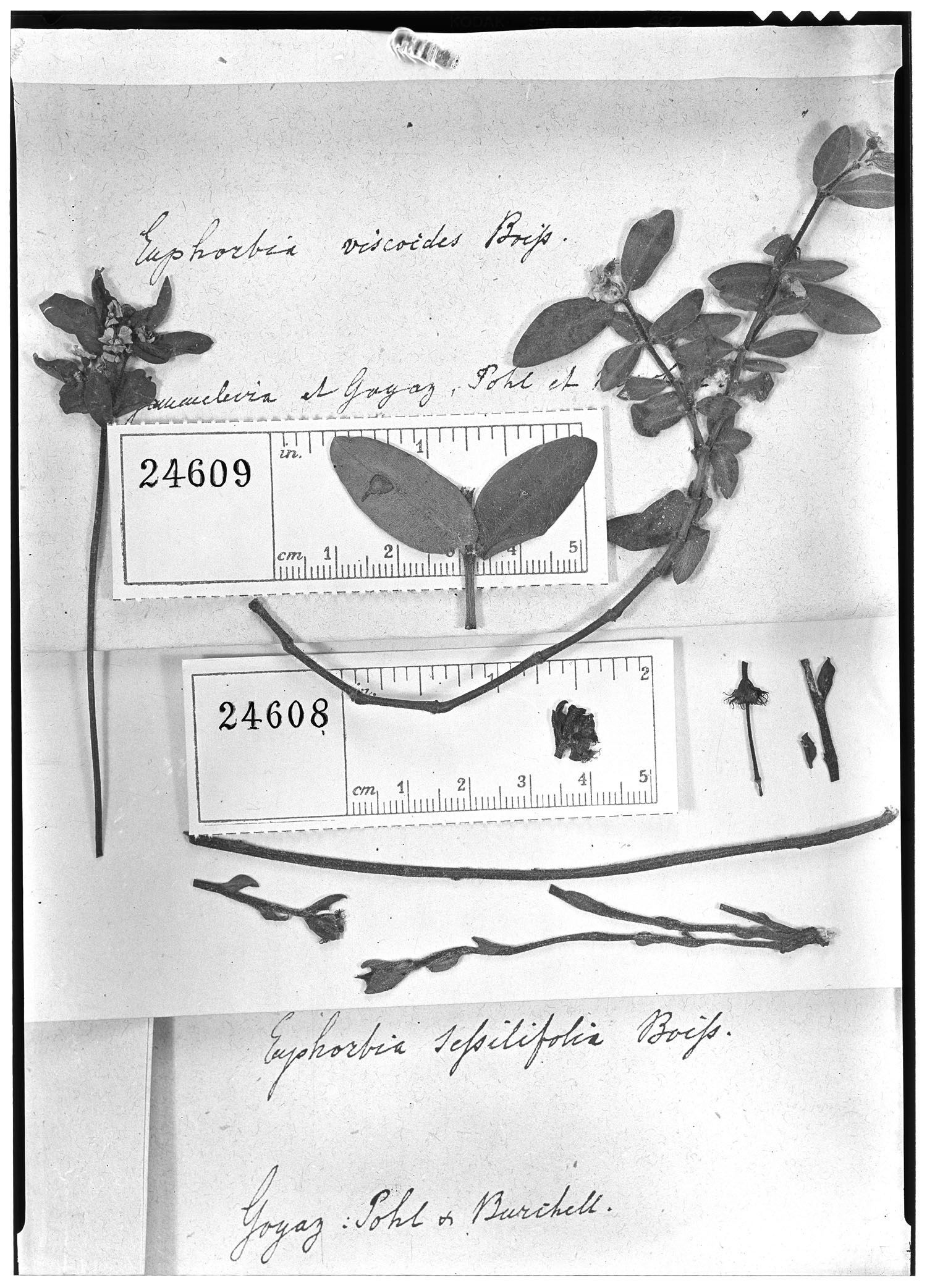 Euphorbia viscoides image