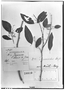 Euphorbia zierioides image