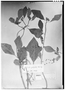 Euphorbia zonosperma image