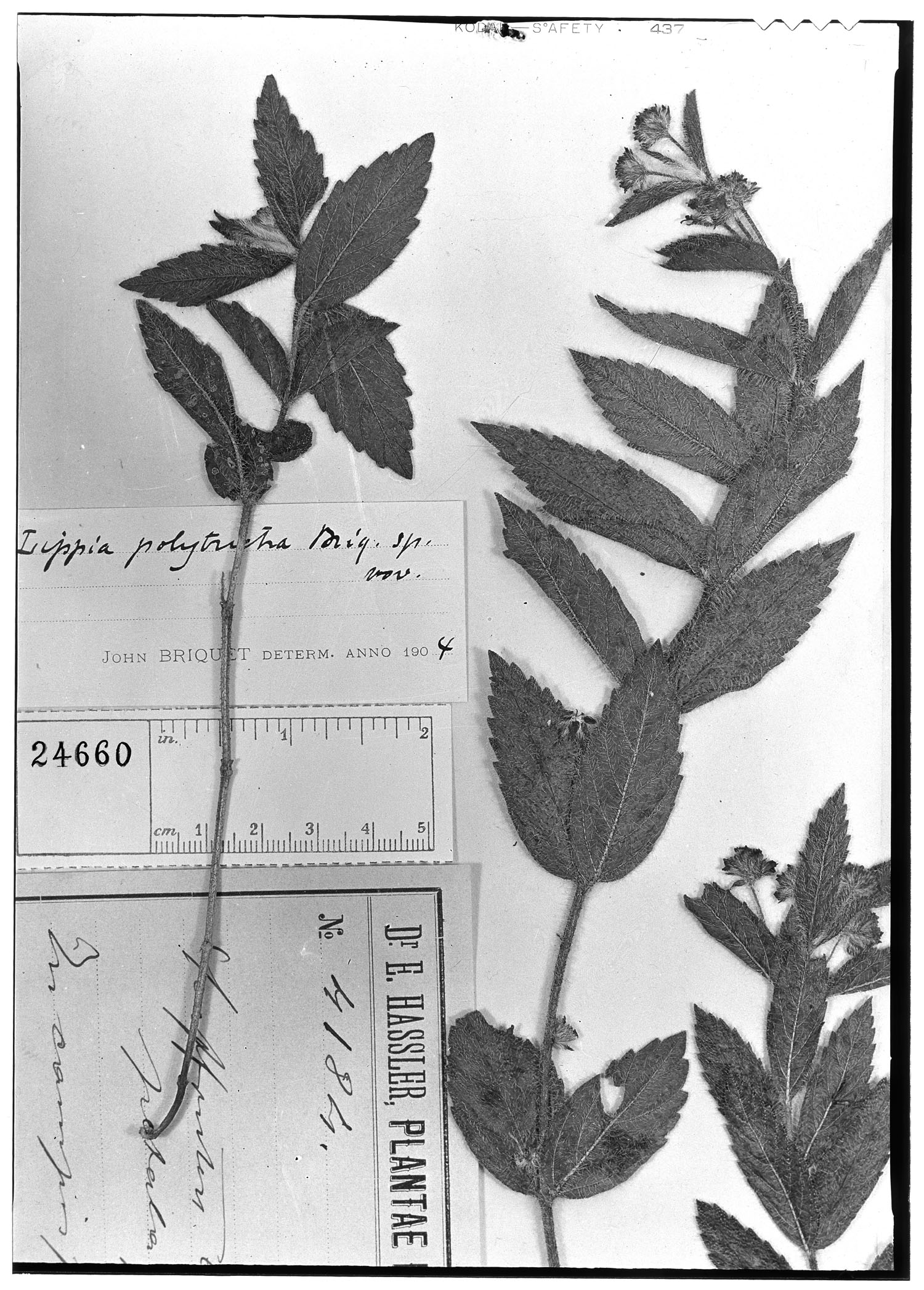 Lippia turnerifolia var. polytricha image