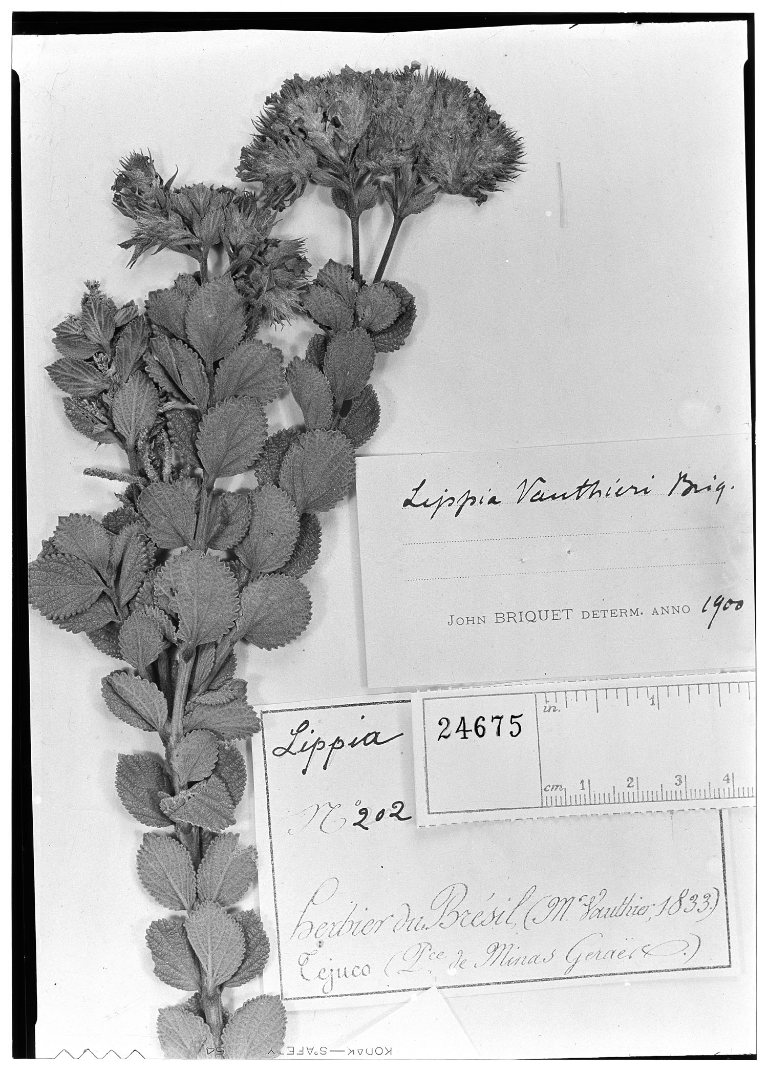 Lippia rotundifolia var. rotundifolia image