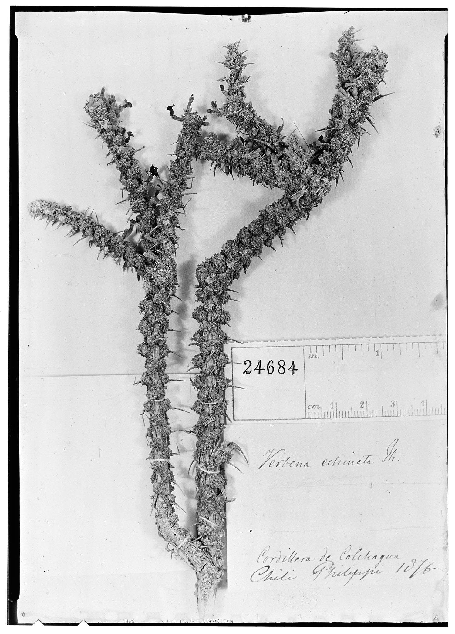 Junellia seriphioides image