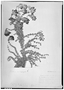 Verbena microphylla image