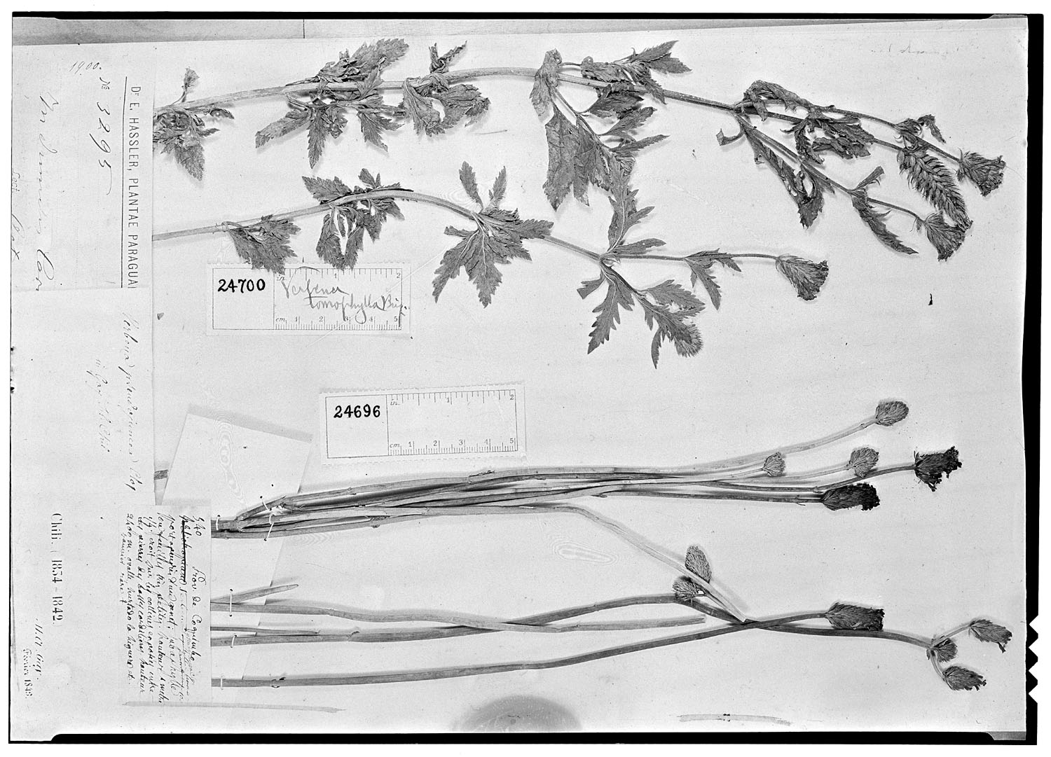 Verbena pseudo-juncea image