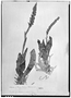 Altensteinia marginata image