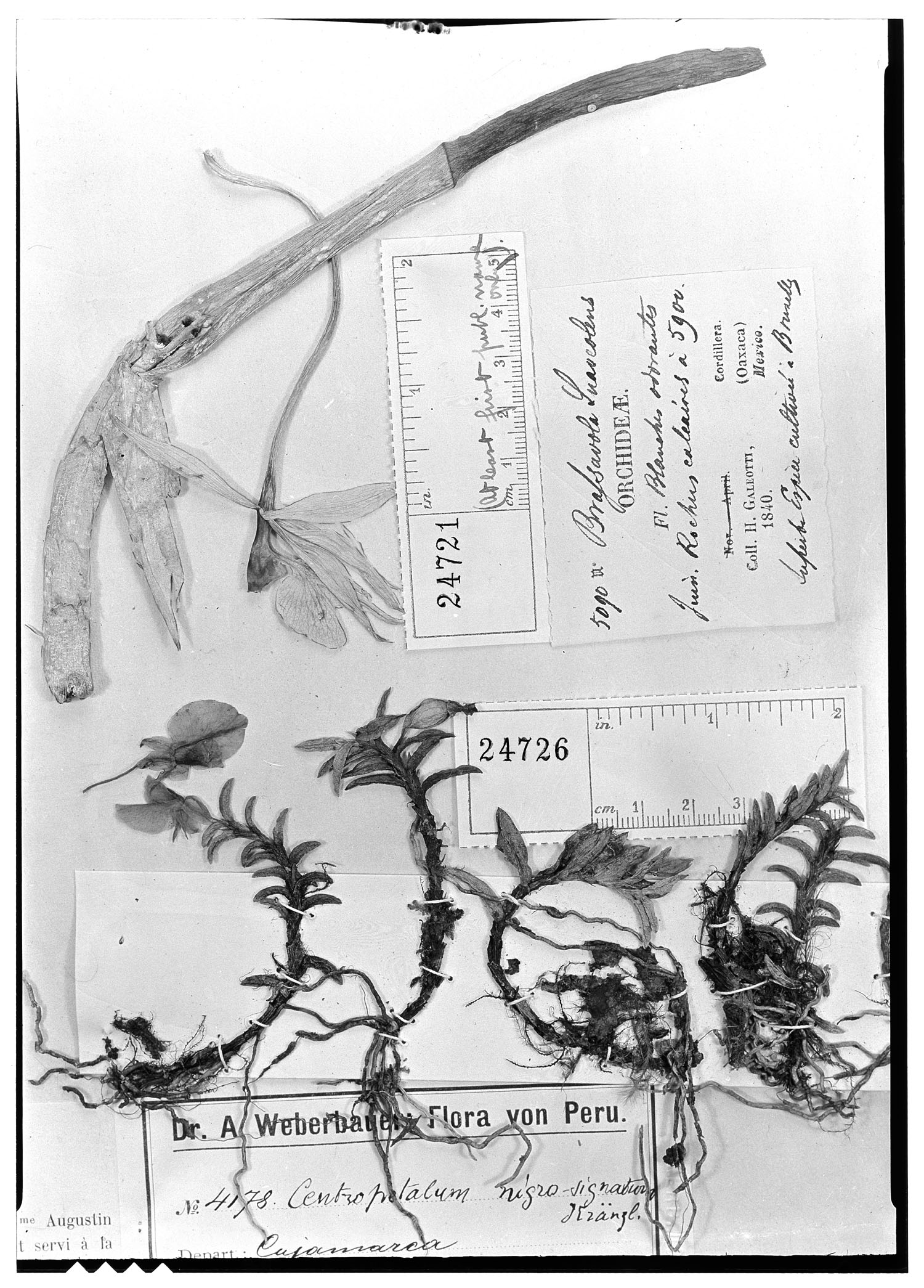 Brassavola suaveolens Galeotti ex Hemsl. 2