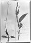 Cranichis gibbosa image