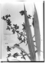 Cyrtopodium paniculatum image