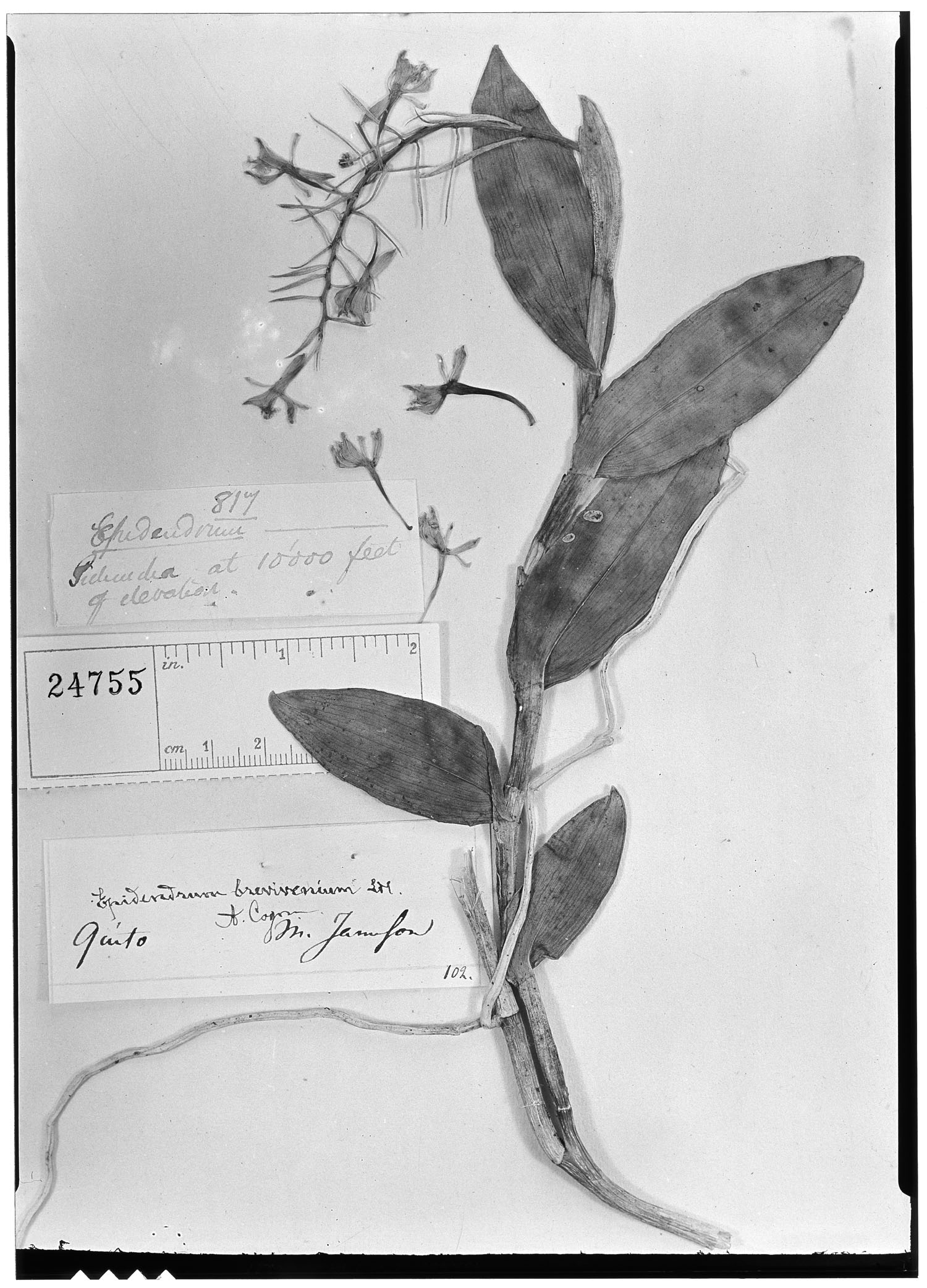 Epidendrum brevivenium image