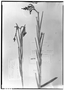 Epidendrum frigidum image