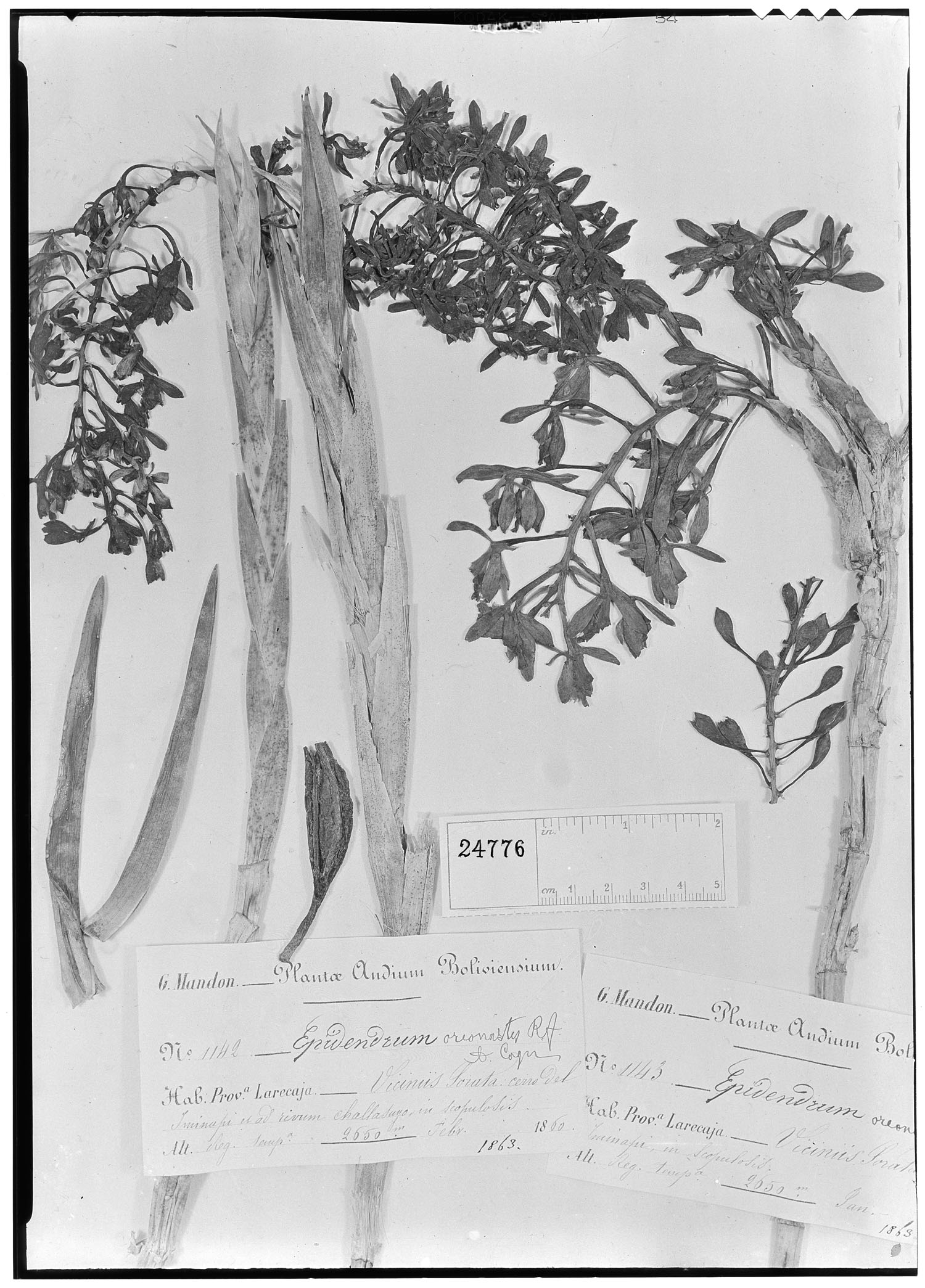 Epidendrum oreonastes image