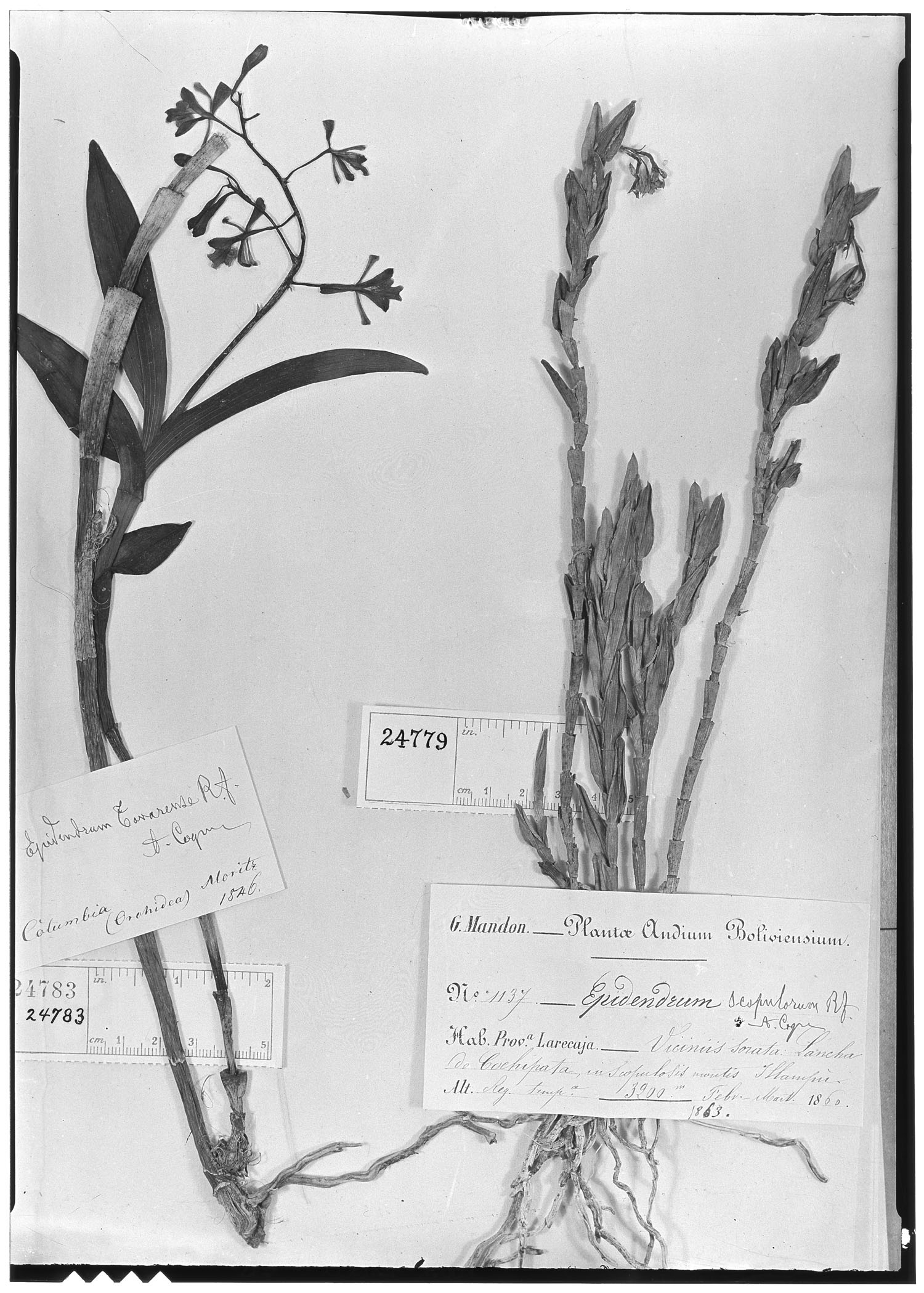 Epidendrum tovarense image