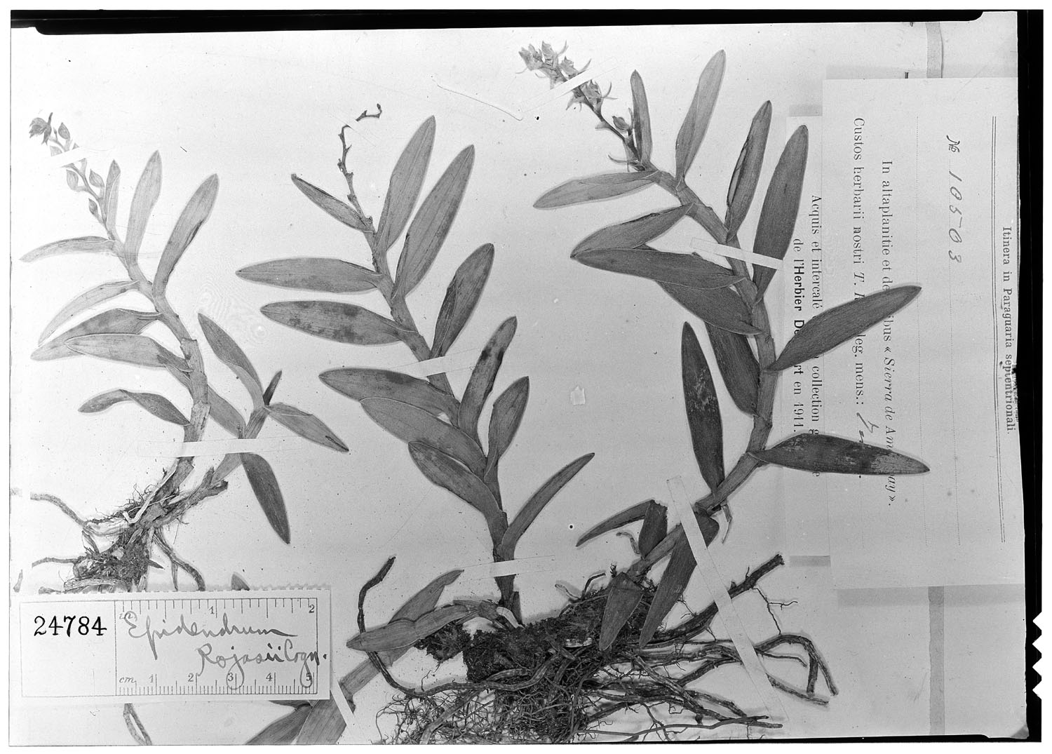 Epidendrum rojasii image