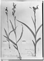 Habenaria gracilis image