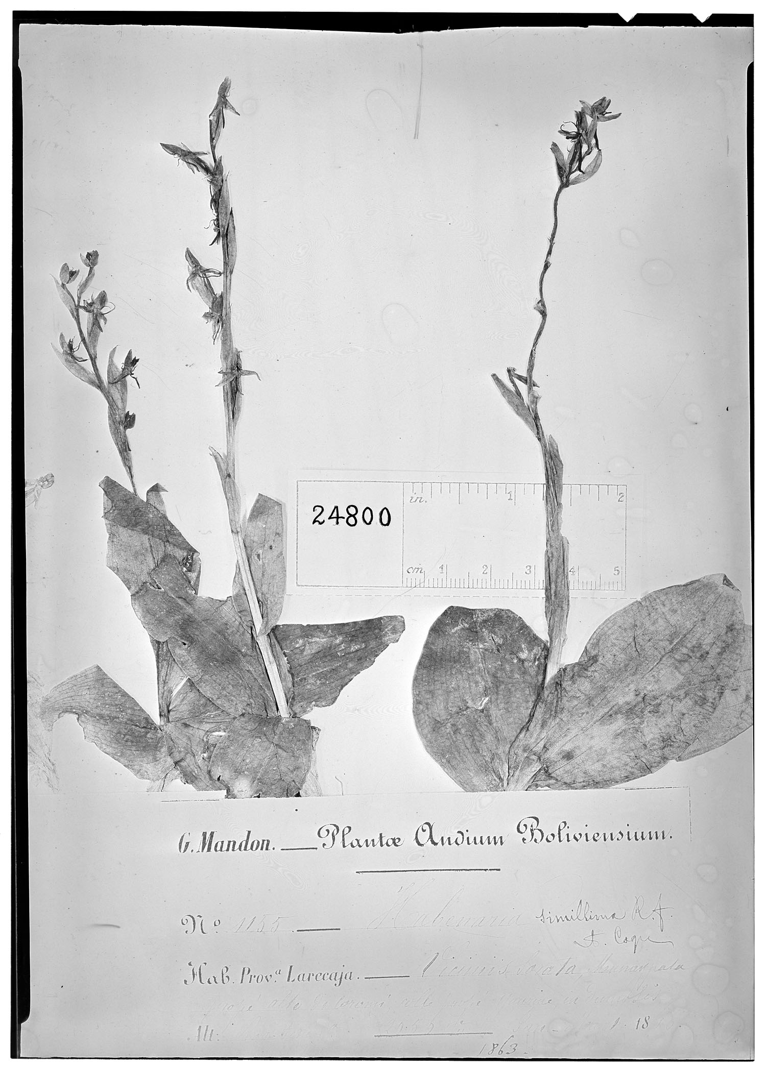 Habenaria simillima image