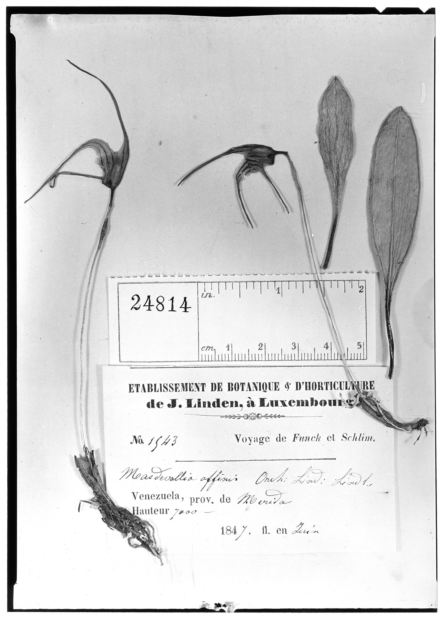 Masdevallia affinis image