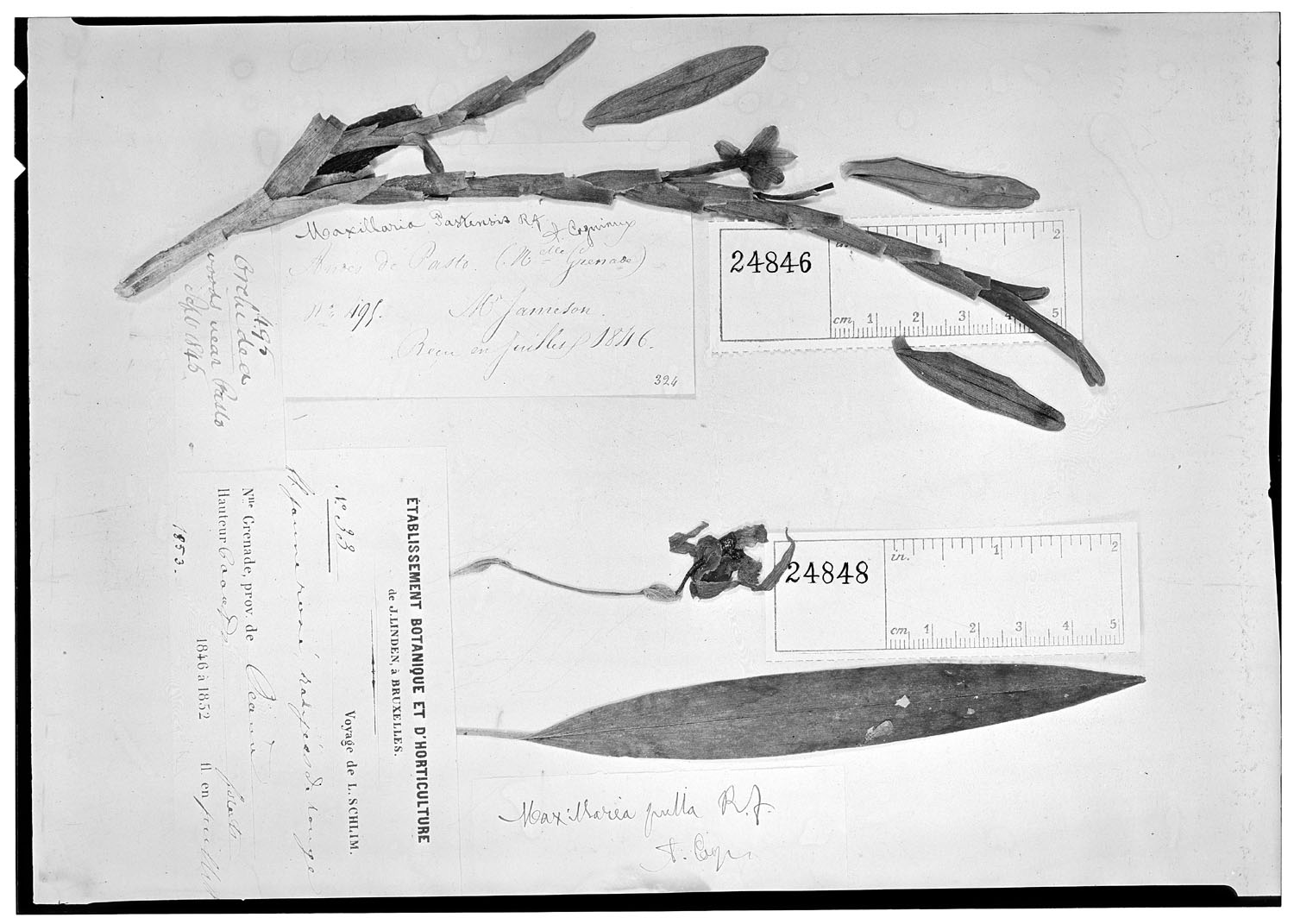 Maxillaria pastensis image
