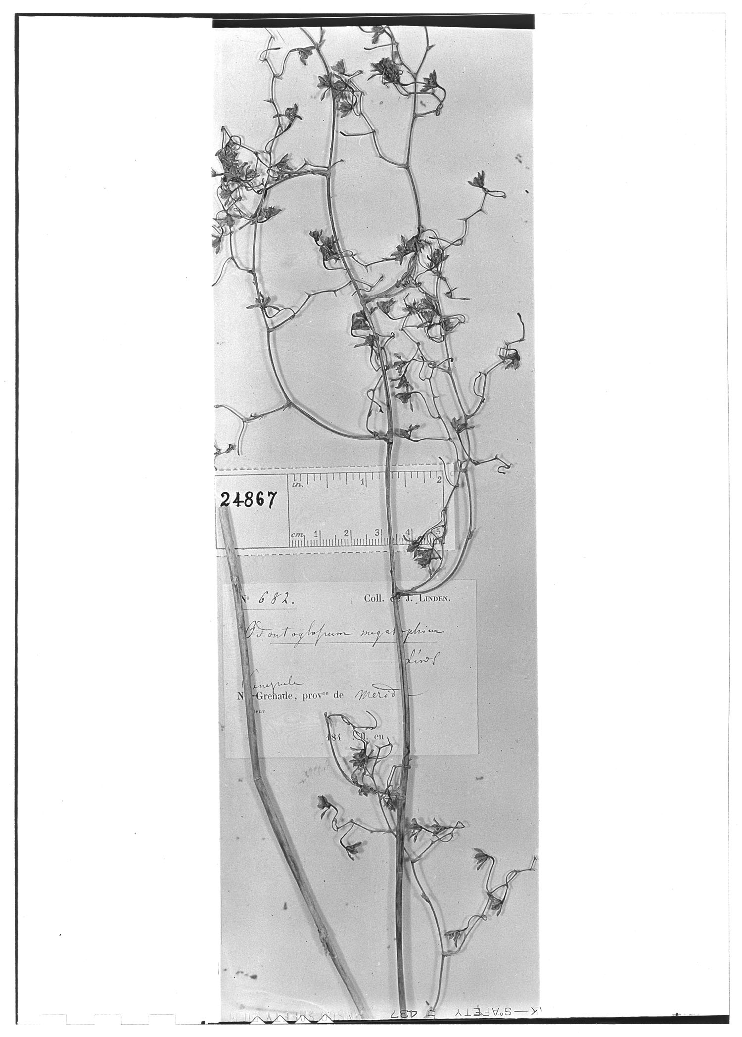 Odontoglossum megalophium image