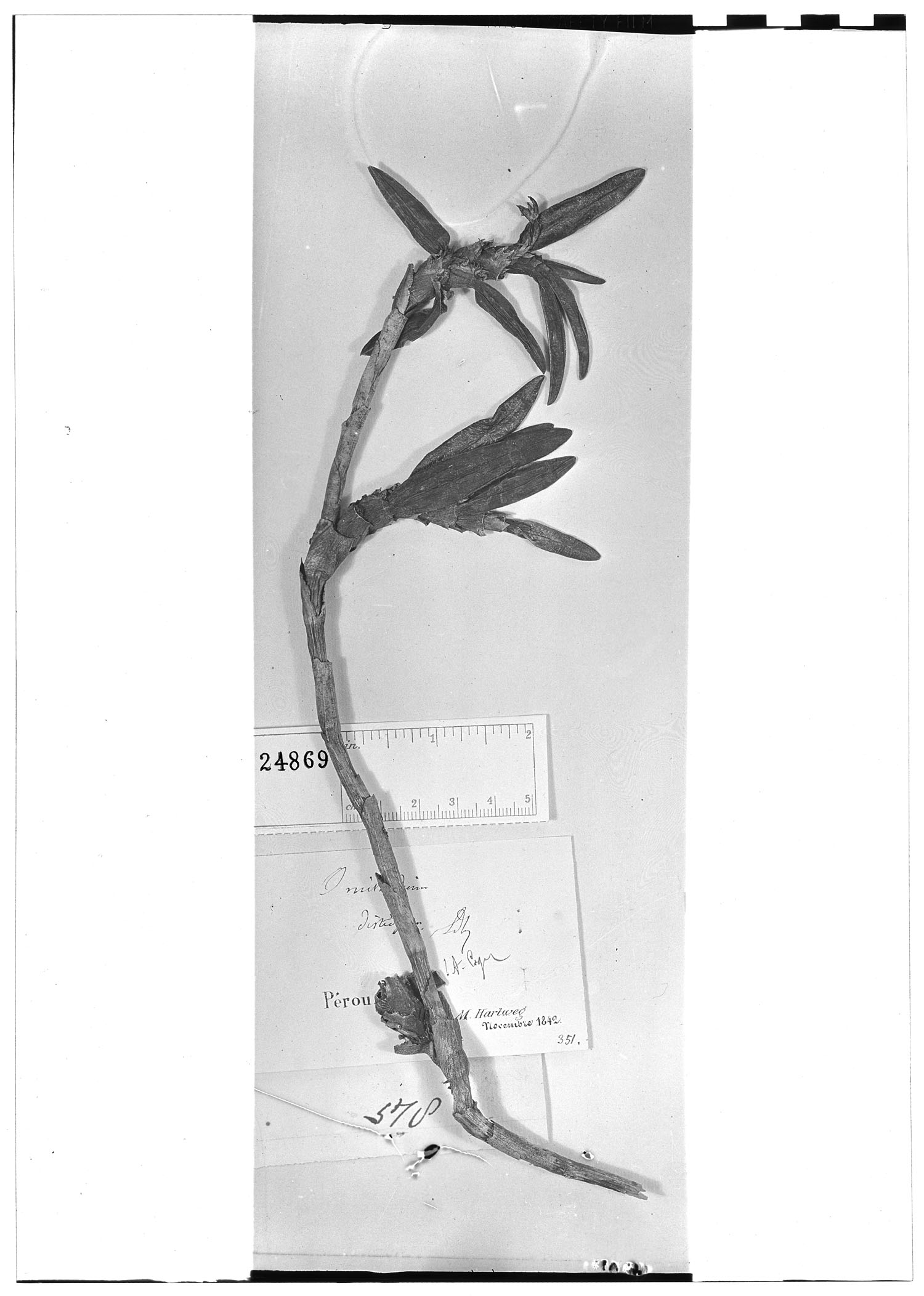 Maxillaria disticha image