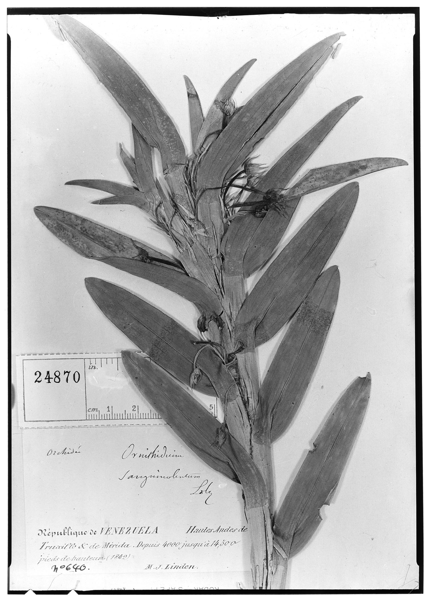 Maxillaria sanguinolenta image