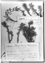 Pachyphyllum pectinatum image