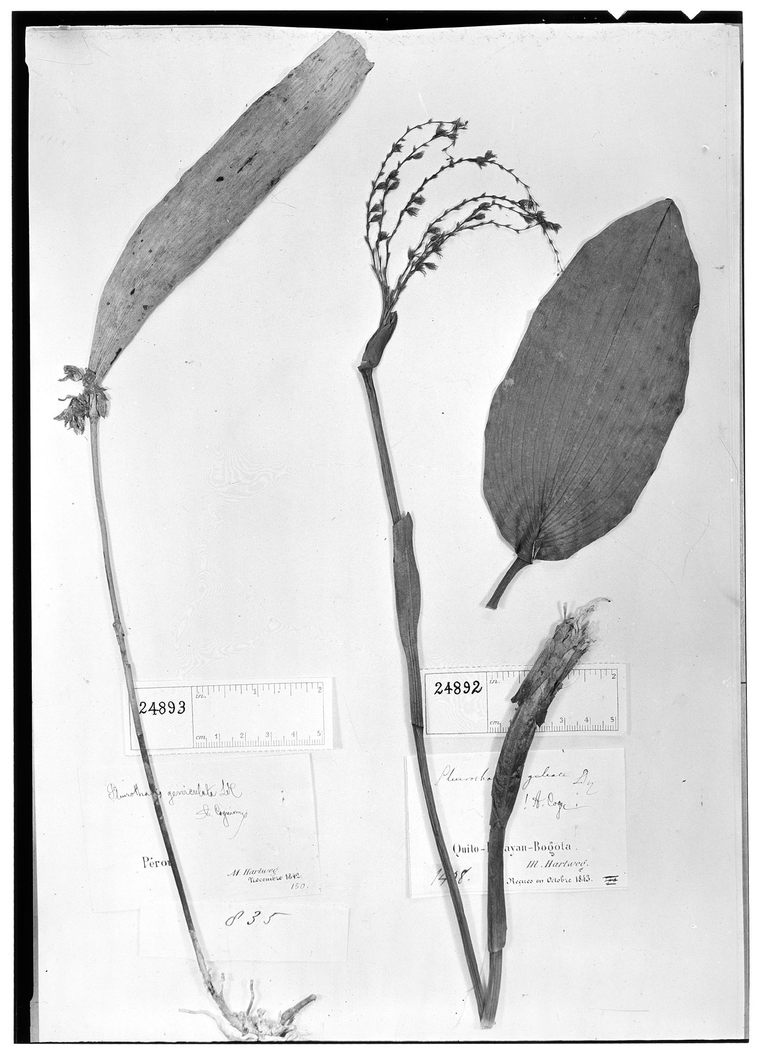 Pleurothallis geniculata image