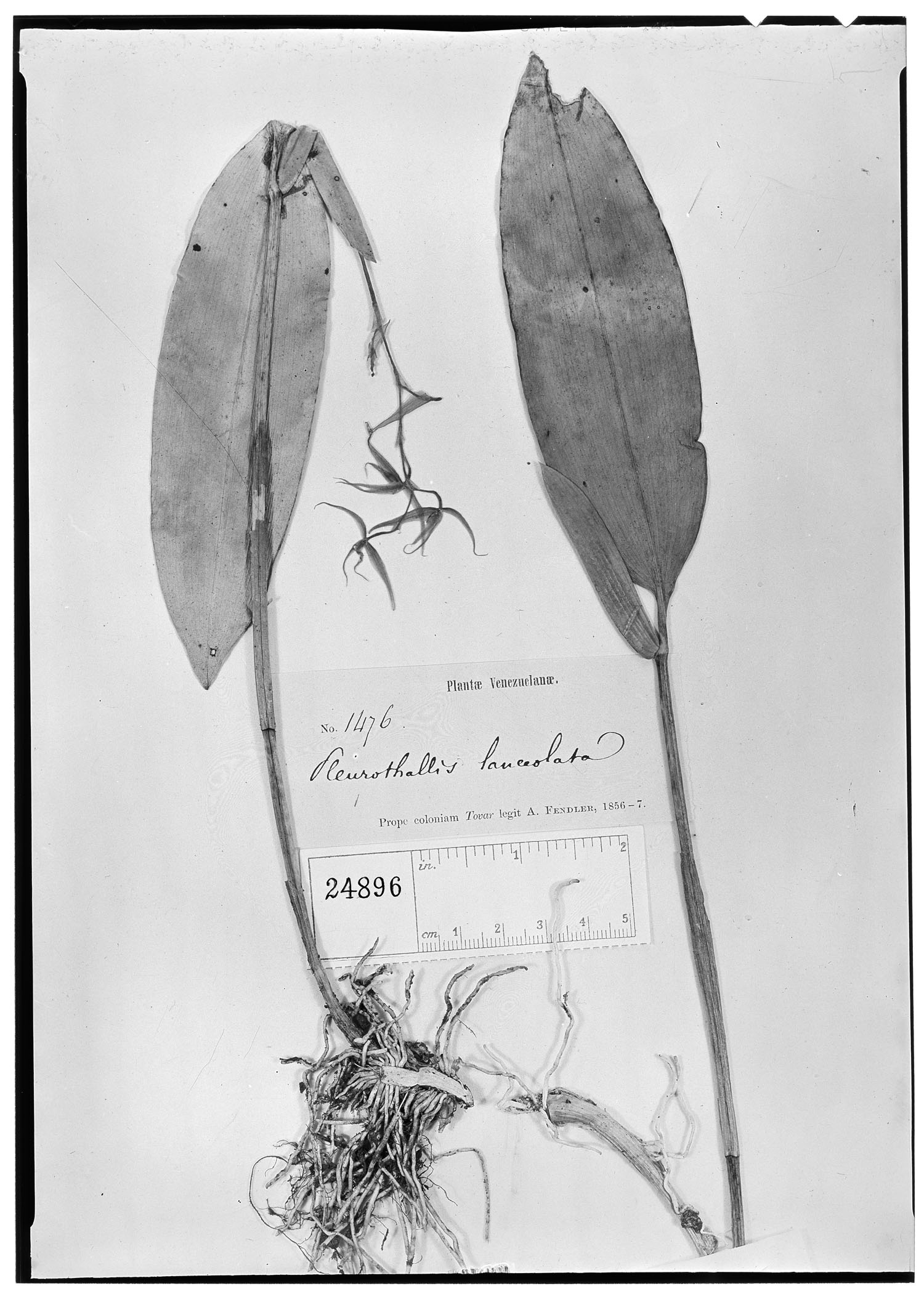 Pleurothallis lanceolata image